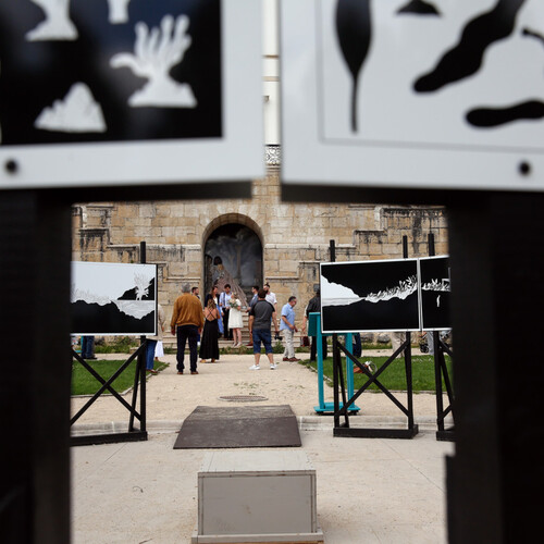 Albertine - La jungle du solitaire